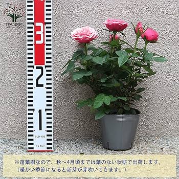 Amazon.co.jp: ITANSE タマラ コルダナ ミニバラ 3.5号鉢【品種